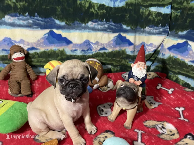AKC Wiilie – Pug puppy for sale in Columbia, MO