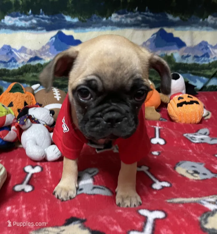 Teddy – French Bulldog, Pug puppy for sale in Columbia, MO