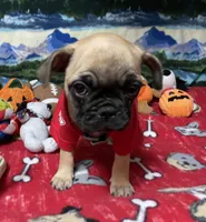Teddy, a male French Bulldog and Pug for sale in Columbia, MO – 2 of 8