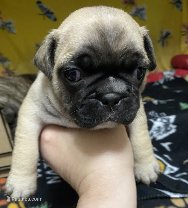 Hercules  – French Bulldog, Pug puppy for sale in Columbia, MO