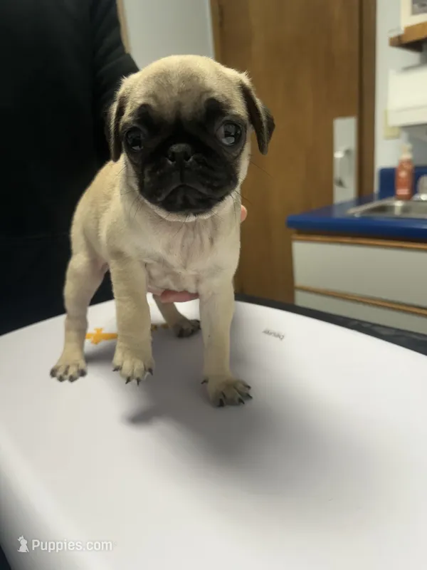 Papaya – Pug puppy for sale in Columbia, MO