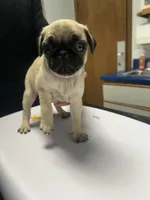 Papaya, a female Pug for sale in Columbia, MO – 1 of 6