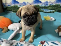 AKC Betty , a female Pug for sale in Columbia, MO – 2 of 9
