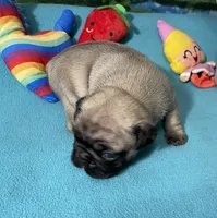 Sassy, a female French Bulldog and Pug for sale in Columbia, MO – 9 of 10