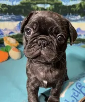 Birdie, a female French Bulldog and Pug for sale in Columbia, MO – 3 of 10