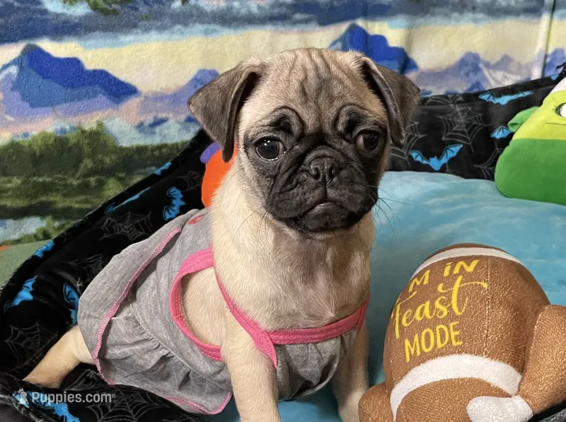 AKC Daisy  – Pug puppy for sale in Columbia, MO
