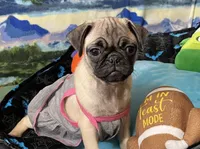 AKC Daisy , a female Pug for sale in Columbia, MO – 2 of 6