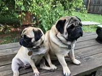 Papaya, a female Pug for sale in Columbia, MO – 6 of 6