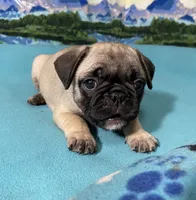 Sassy, a female French Bulldog and Pug for sale in Columbia, MO – 2 of 10