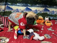 Teddy, a male French Bulldog and Pug for sale in Columbia, MO – 7 of 8