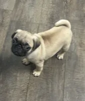 Lilly, a female Pug for sale in Columbia, MO – 4 of 8