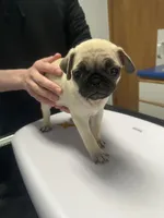 Olive, a female Pug for sale in Columbia, MO – 2 of 5