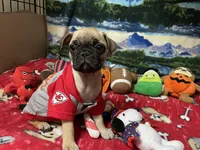 Teddy, a male French Bulldog and Pug for sale in Columbia, MO – 6 of 8