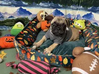 Max, a male French Bulldog and Pug for sale in Columbia, MO – 6 of 10