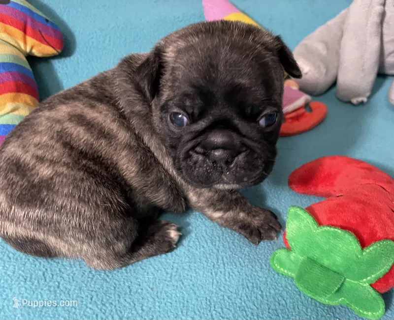 Birdie – French Bulldog, Pug puppy for sale in Columbia, MO