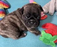 Birdie, a female French Bulldog and Pug for sale in Columbia, MO – 1 of 6