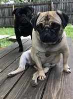 Lilly, a female Pug for sale in Columbia, MO – 5 of 8