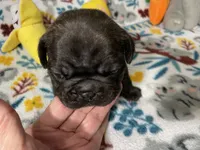 Duke, a male French Bulldog and Pug for sale in Columbia, MO – 5 of 7
