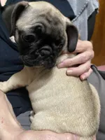 Sassy, a female French Bulldog and Pug for sale in Columbia, MO – 7 of 9