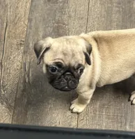 Lilly, a female Pug for sale in Columbia, MO – 3 of 8