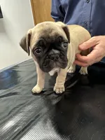 Hercules , a male French Bulldog and Pug for sale in Columbia, MO – 7 of 10