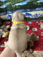 AKC Daisy , a female Pug for sale in Columbia, MO – 3 of 5