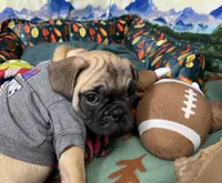 Max, a male French Bulldog and Pug for sale in Columbia, MO – 9 of 10