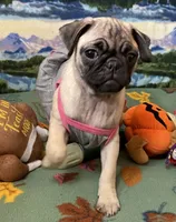 AKC Daisy , a female Pug for sale in Columbia, MO – 4 of 6