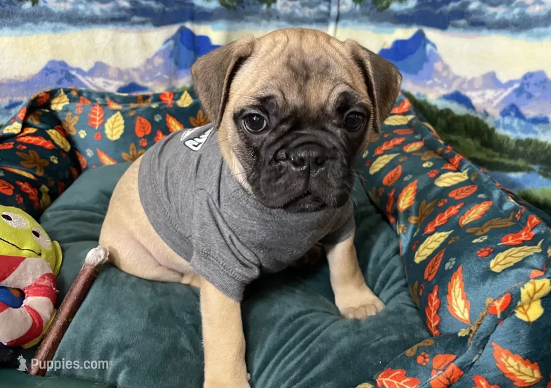Max – French Bulldog, Pug puppy for sale in Columbia, MO