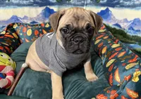 Max, a male French Bulldog and Pug for sale in Columbia, MO – 2 of 10