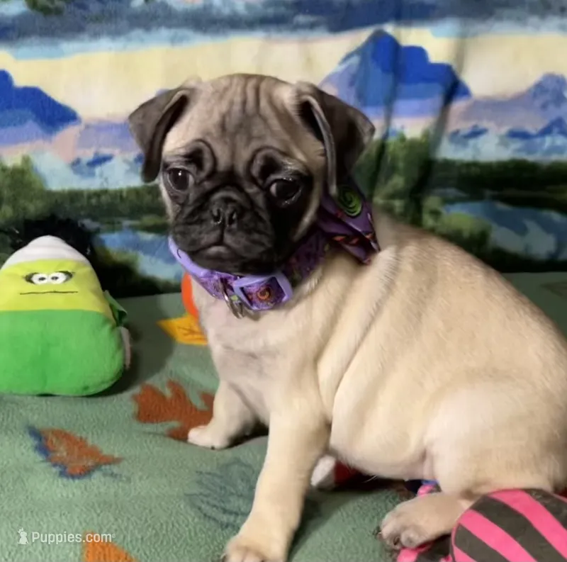 AKC Rose – Pug puppy for sale in Columbia, MO