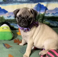 AKC Rose, a female Pug for sale in Columbia, MO – 3 of 7