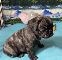 Birdie, a female French Bulldog and Pug for sale in Columbia, MO – 4 of 10
