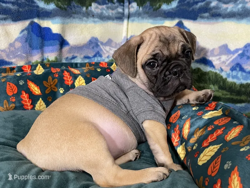 Max – French Bulldog, Pug puppy for sale in Columbia, MO