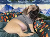 Max, a male French Bulldog and Pug for sale in Columbia, MO – 8 of 10