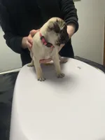 Rosie , a female Pug for sale in Columbia, MO – 2 of 7