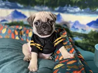 AKC Cooper, a male Pug for sale in Columbia, MO – 6 of 8