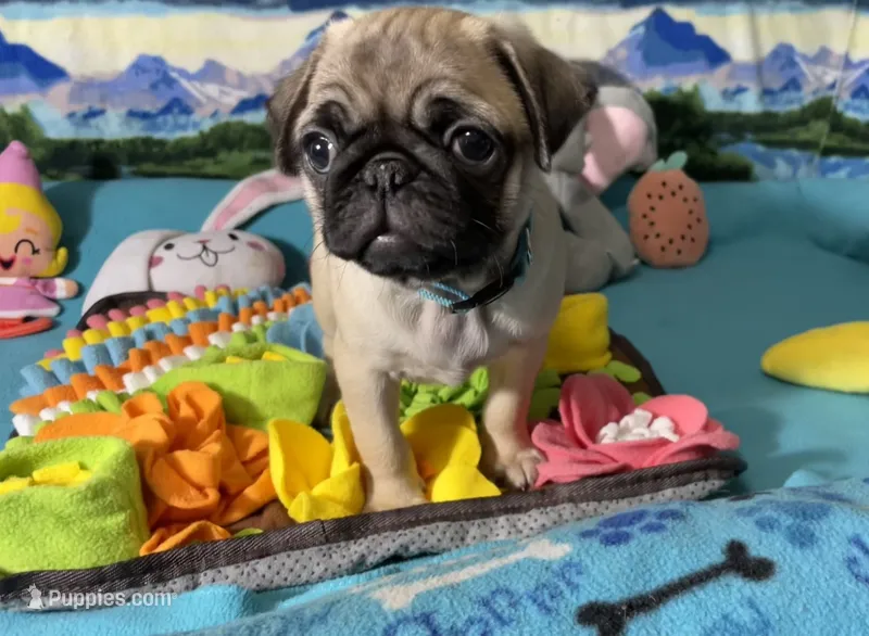 Rosie  – Pug puppy for sale in Columbia, MO