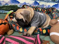 Max, a male French Bulldog and Pug for sale in Columbia, MO – 5 of 10