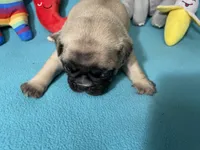 Hercules , a male French Bulldog and Pug for sale in Columbia, MO – 2 of 8