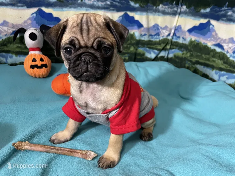 AKC Willy – Pug puppy for sale in Columbia, MO