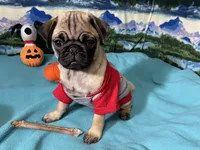 AKC Willy, a male Pug for sale in Columbia, MO – 6 of 10