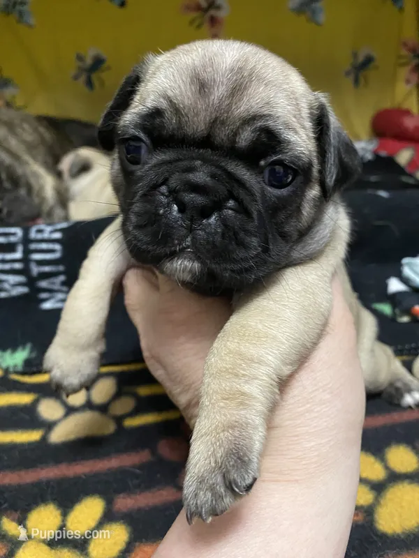 Sassy – French Bulldog, Pug puppy for sale in Columbia, MO