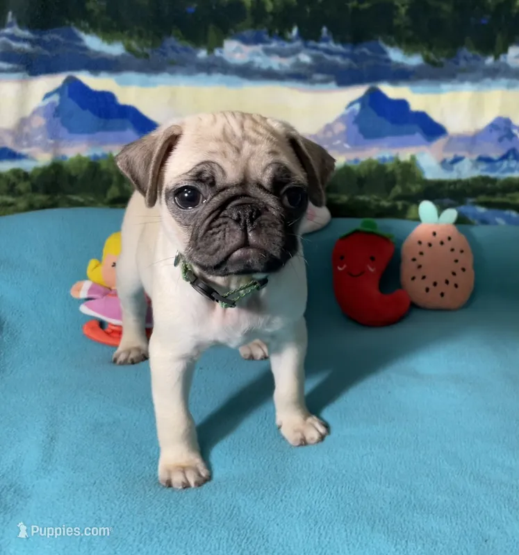 Olive – Pug puppy for sale in Columbia, MO