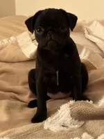 Brittany, a female Pug for sale in Denver, CO – Photo 1 of 8