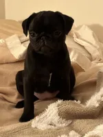 Brittany, a female Pug for sale in Denver, CO – Photo 7 of 8