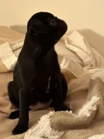 Brittany, a female Pug for sale in Denver, CO – Photo 3 of 8