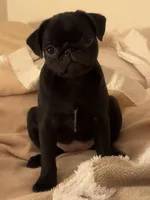 Brittany, a female Pug for sale in Denver, CO – Photo 4 of 8