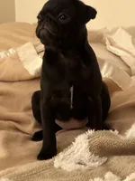 Brittany, a female Pug for sale in Denver, CO – Photo 2 of 8