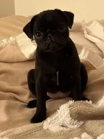 Brittany, a female Pug for sale in Denver, CO – Photo 8 of 8